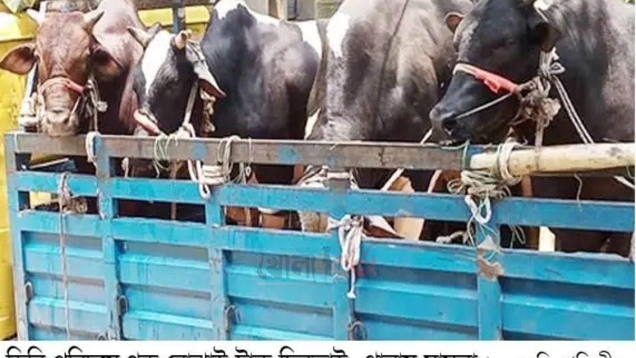 চৌদ্দগ্রামে ডিবি পরিচয়ে গরুবোঝাই ট্রাক ছিনতাই, থানায় মামলা
