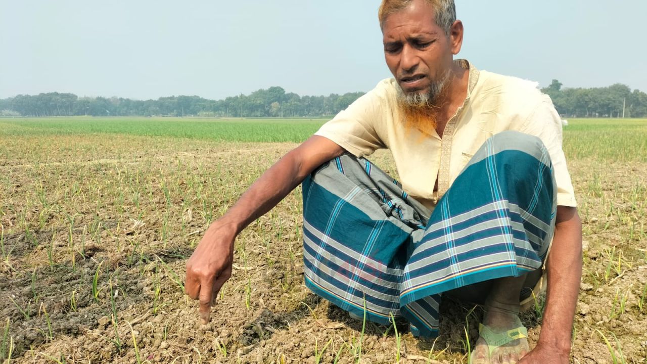 রাজবাড়ীতে বিষ প্রয়োগে ৭০ শতাংশ জমির ফসল নষ্টের অভিযোগ