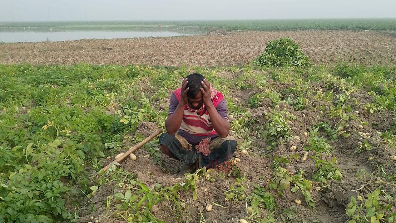 ফলন ভালো, দাম নেই—আলু নিয়ে বিপাকে শিবগঞ্জের কৃষক