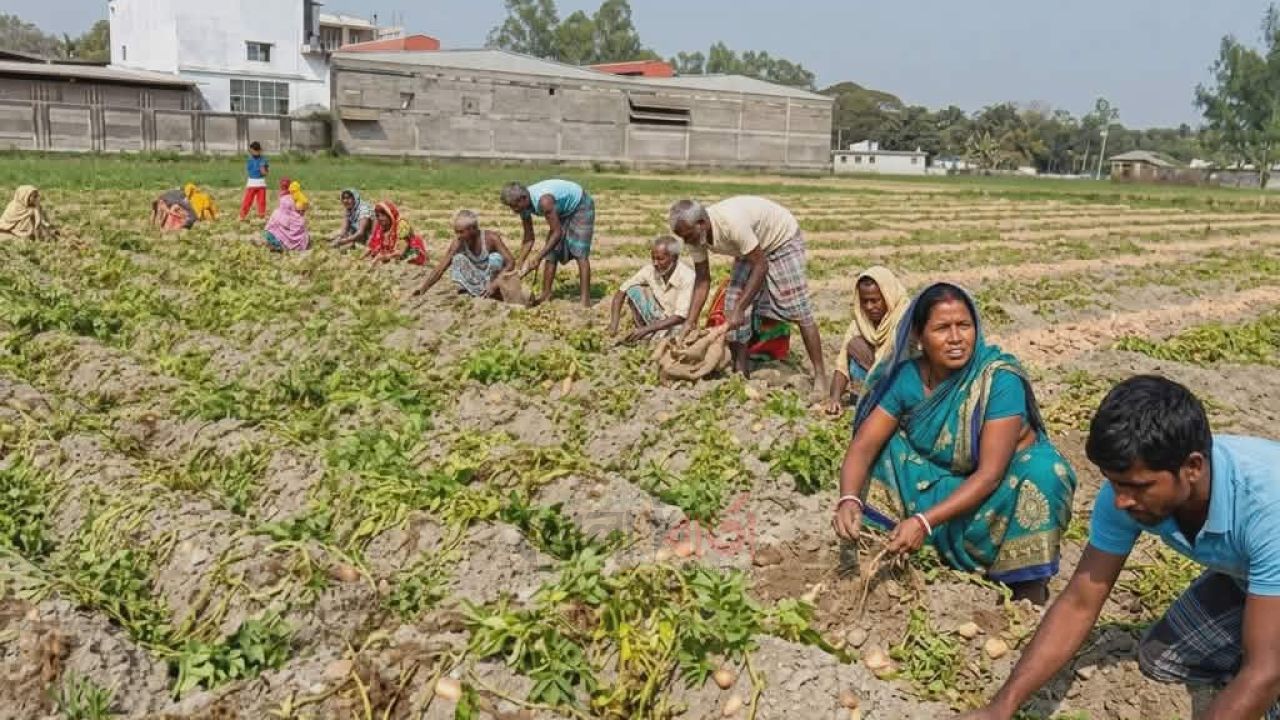 শিবগঞ্জে আলুর বাম্পার ফলন, দর পতনে হতাশ কৃষক