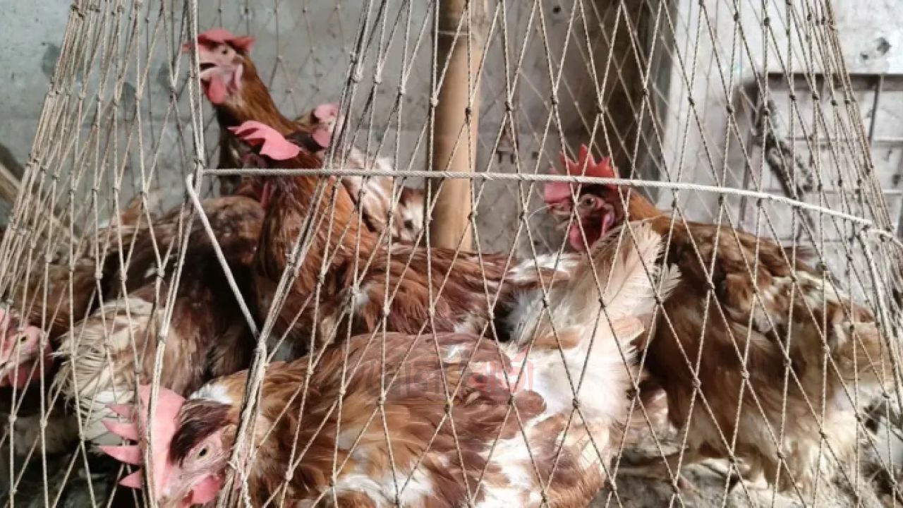 মুরগির দাম কমলেও বেড়েছে মাছের দাম
