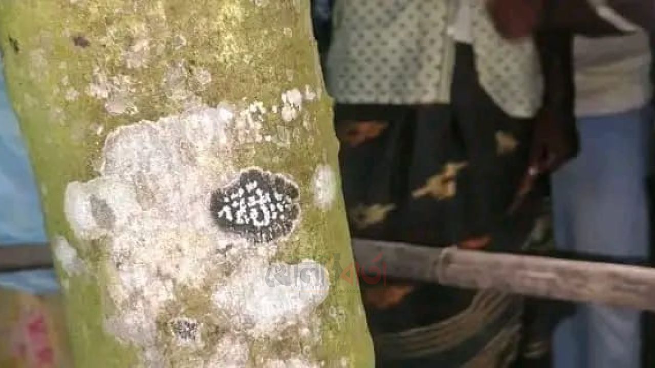 ডিমলায় কাঁঠালগাছের গায়ে ‘আল্লাহু’ নামের মতো দাগ, এলাকায় চাঞ্চল্য