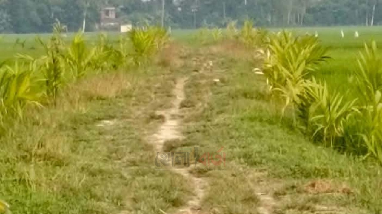 সড়কের দুই পাশে সুপারি গাছ রোপন করলেন ধুবিল ইউপি প্যানেল চেয়ারম্যান
