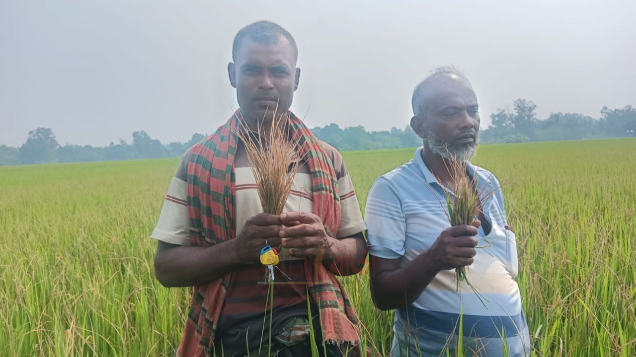 রায়গঞ্জজুড়ে ধানের পাতায় পোড়া রোগ, দুশ্চিন্তায় কৃষক