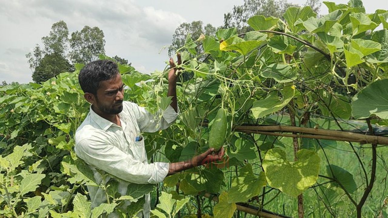 সিরাজগঞ্জে এক জমিতে বেগুন-লাউ চাষ, কৃষক লিটনের লাখ টাকা লাভের আশা