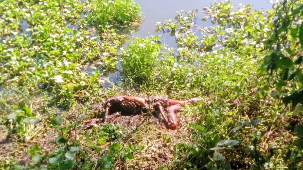 নবাবগঞ্জে নয়নজুলি থেকে অজ্ঞাত বৃদ্ধের অর্ধগলিত মরদেহ উদ্ধার