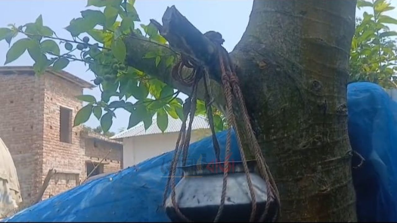 ডুমুর গাছে ঝুলছে পাতিল-রোগ মুক্তির আশায় ছুটছে মানুষ!