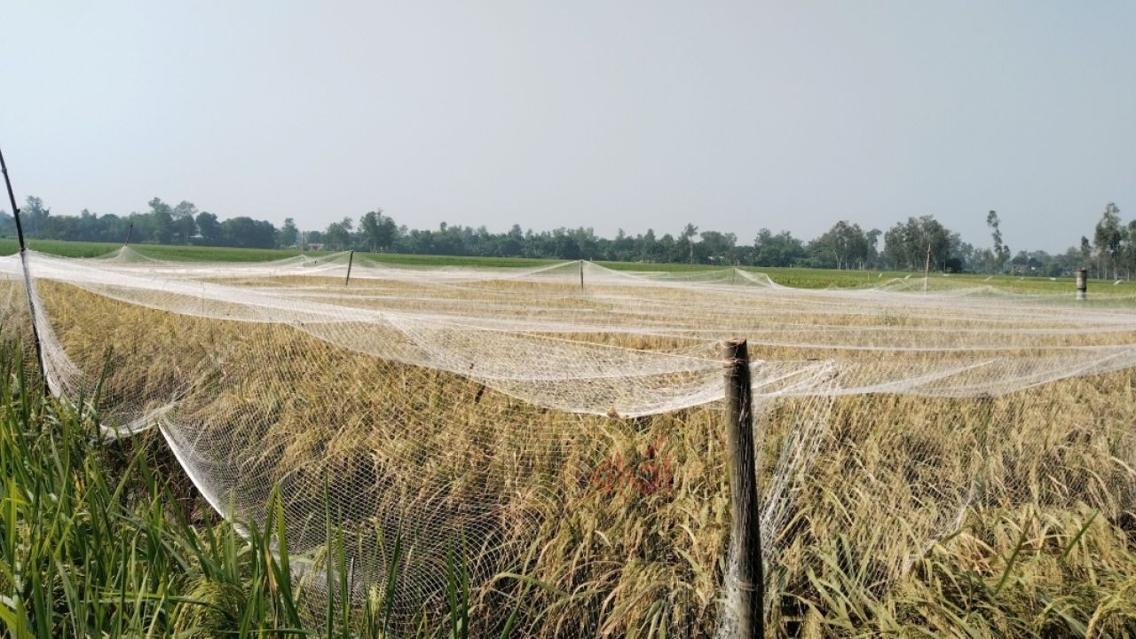 রায়গঞ্জে পাখি-পোকা ঠেকাতে পুরো ধানখেত নেটজালে ঢাকলেন কৃষক